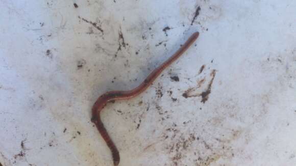 Image of Red wiggler, manure worm, soilution worm, brandling worm, english redworm