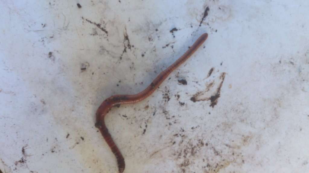 Image of Red wiggler, manure worm, soilution worm, brandling worm, english redworm