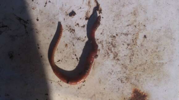 Image of Red wiggler, manure worm, soilution worm, brandling worm, english redworm