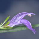 Imagem de <i>Poikilacanthus tweedieanus</i> (Nees) Lindau