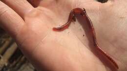 Image of Red wiggler, manure worm, soilution worm, brandling worm, english redworm