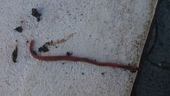 Image of Red wiggler, manure worm, soilution worm, brandling worm, english redworm