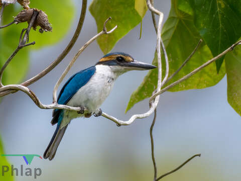 صورة Todiramphus sacer juliae (Heine 1860)