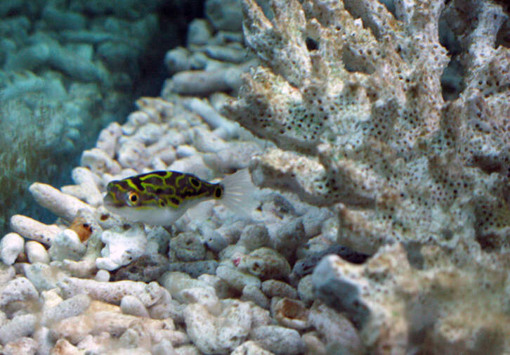 Image of Eyespot pufferfish