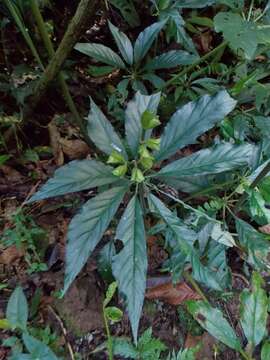 Image of Begonia thiemei C. DC.