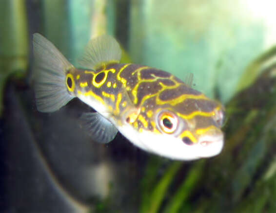 Image of Eyespot pufferfish