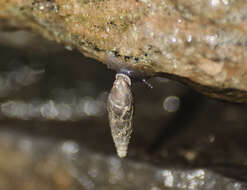 Image of two-toothed door snail