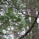 Image of Chamaecyparis thyoides var. thyoides
