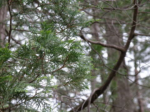 Imagem de Chamaecyparis thyoides var. thyoides