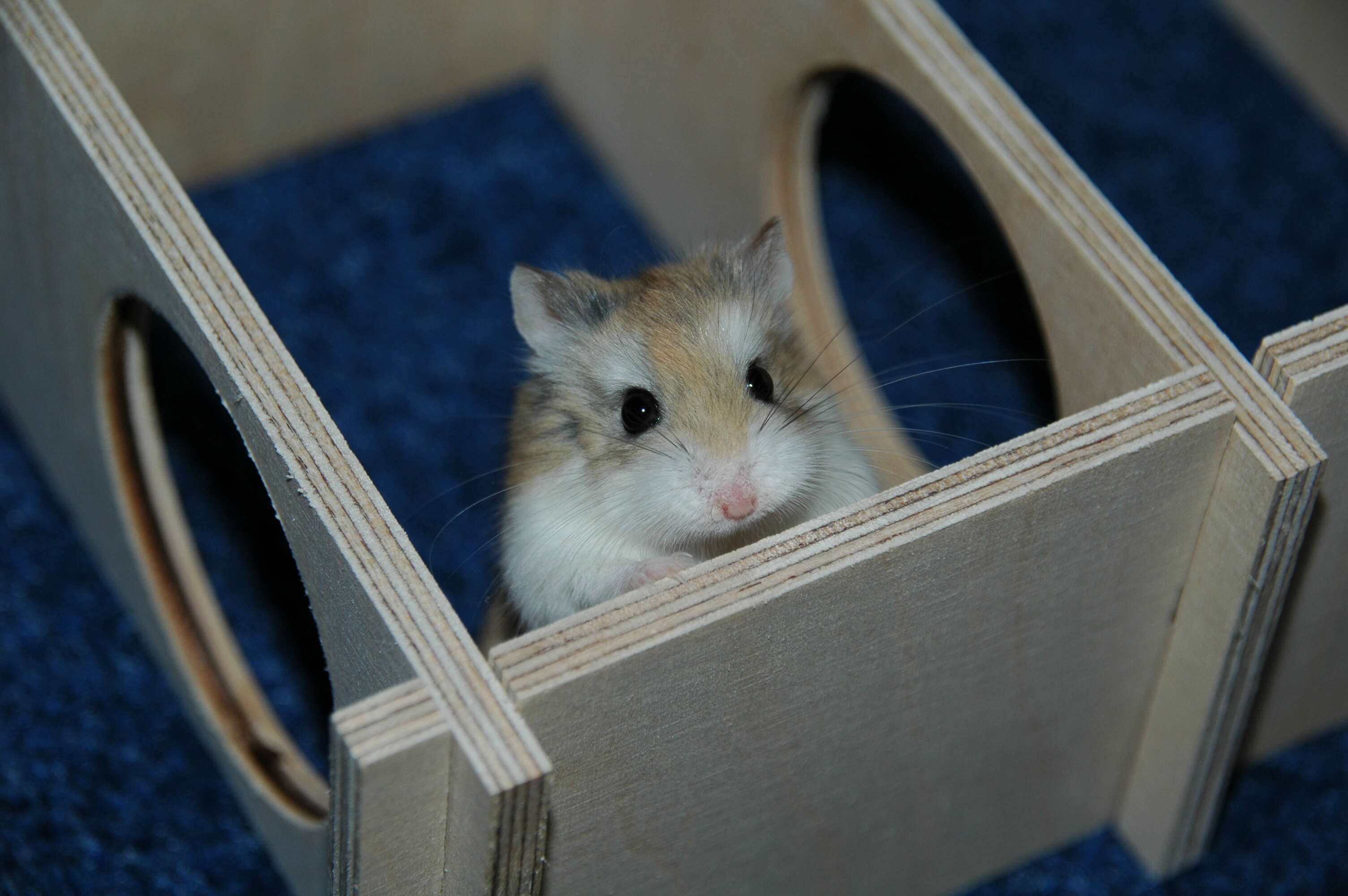 Image de Hamster de Roborovski