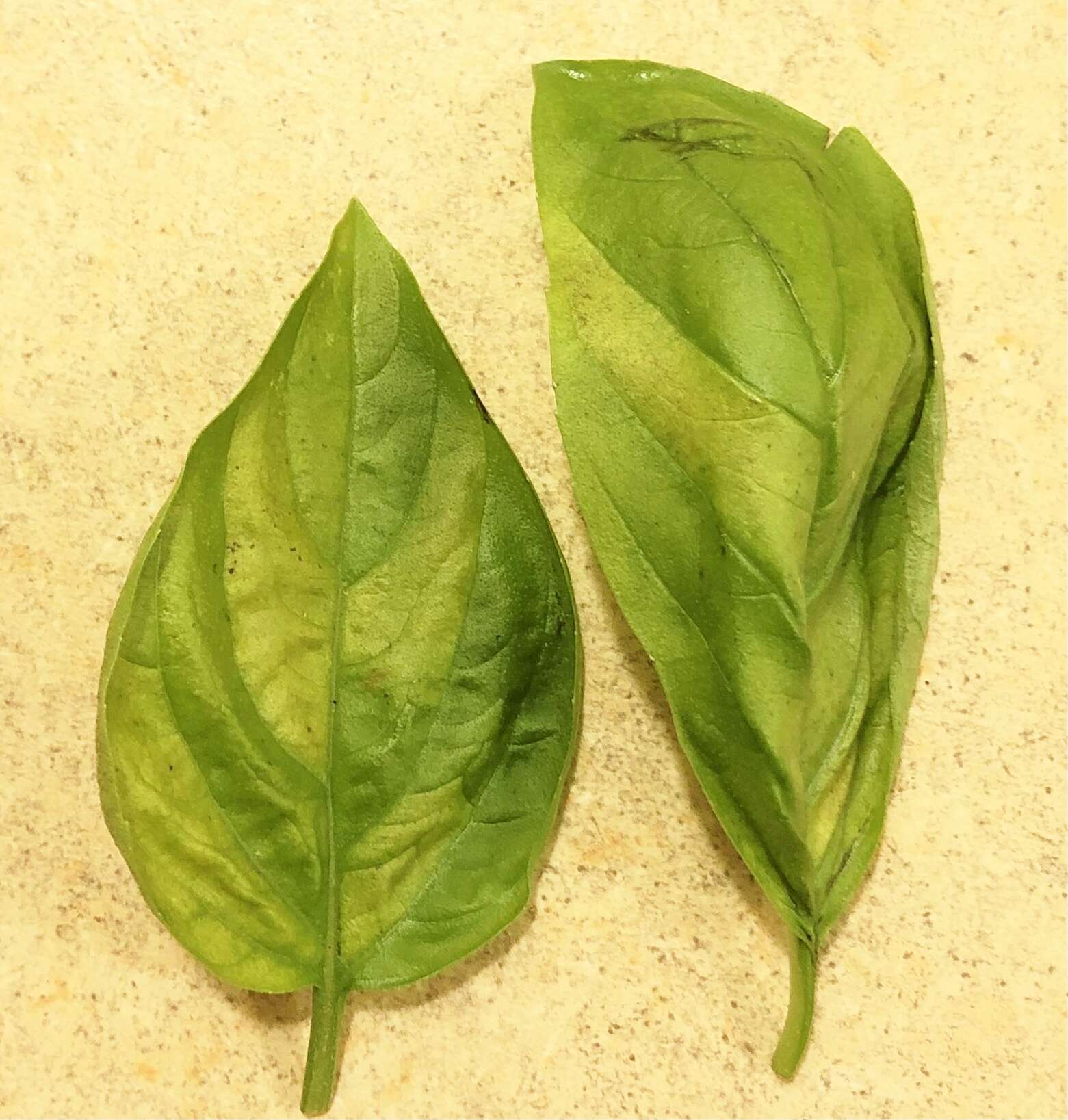 Image of Basil downy mildew