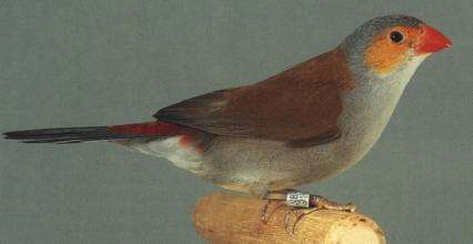 Image of Orange-cheeked Waxbill