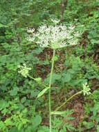 Image of Angelica cincta H. Boiss.