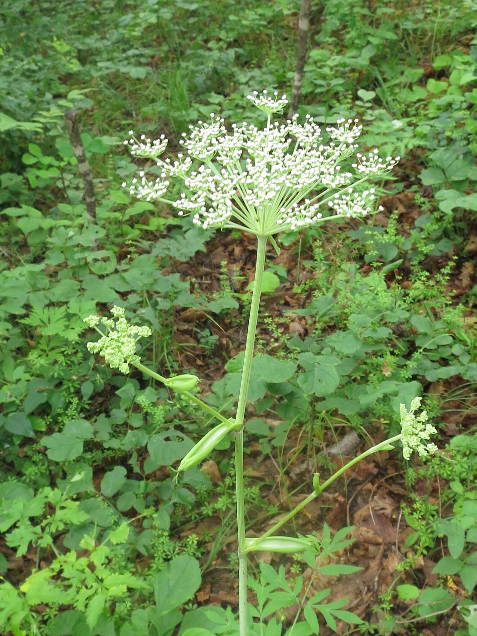 Image of Angelica cincta H. Boiss.