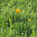 Image of Hemerocallis middendorffii var. esculenta (Koidz.) Ohwi