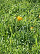 Image of Hemerocallis middendorffii var. esculenta (Koidz.) Ohwi