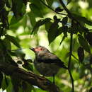 Tityra semifasciata griseiceps Ridgway 1888的圖片