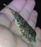 Image of Least Puffer