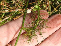 Image of ribbed mock bishopweed