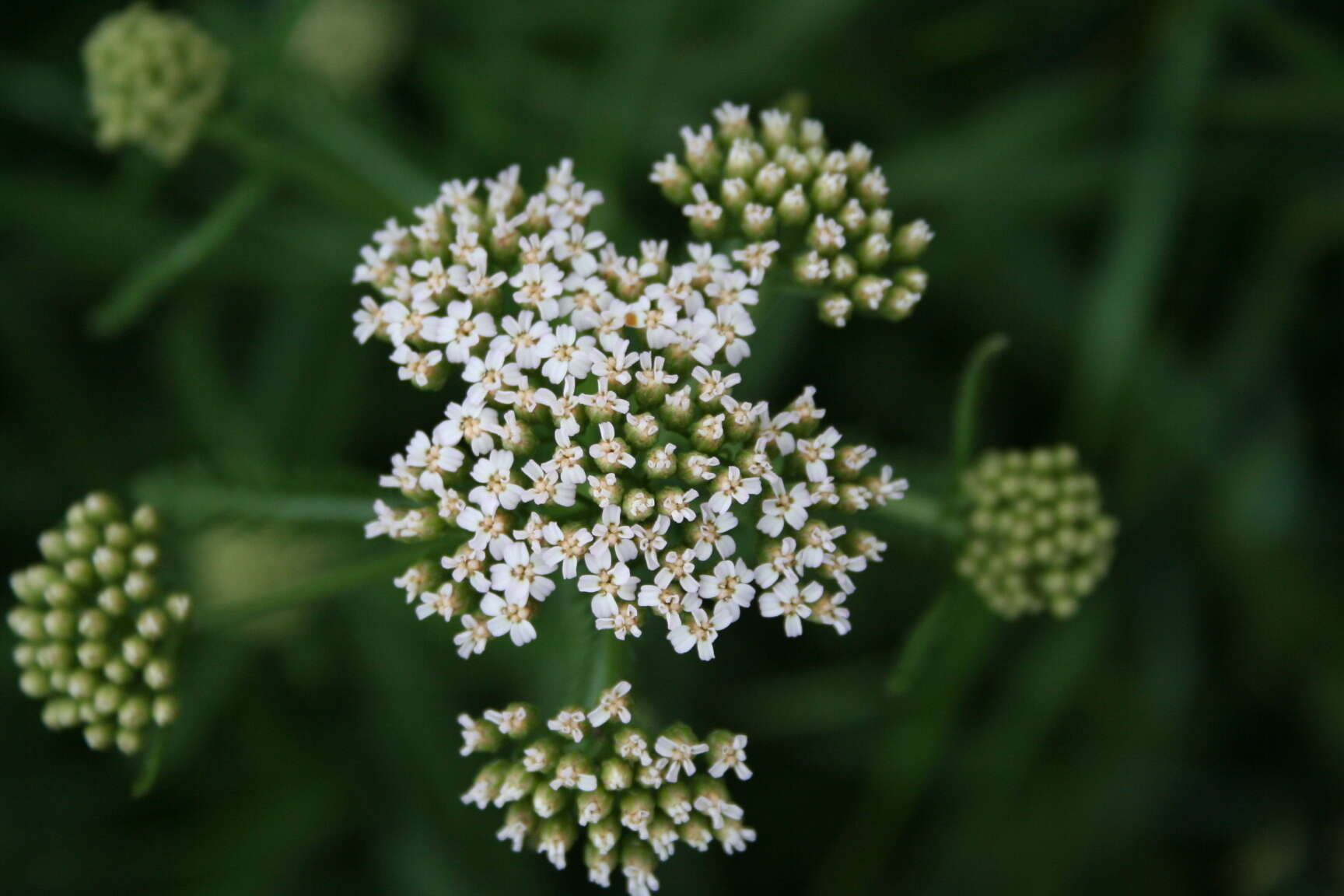 Image of Achillea inundata Kondrat.