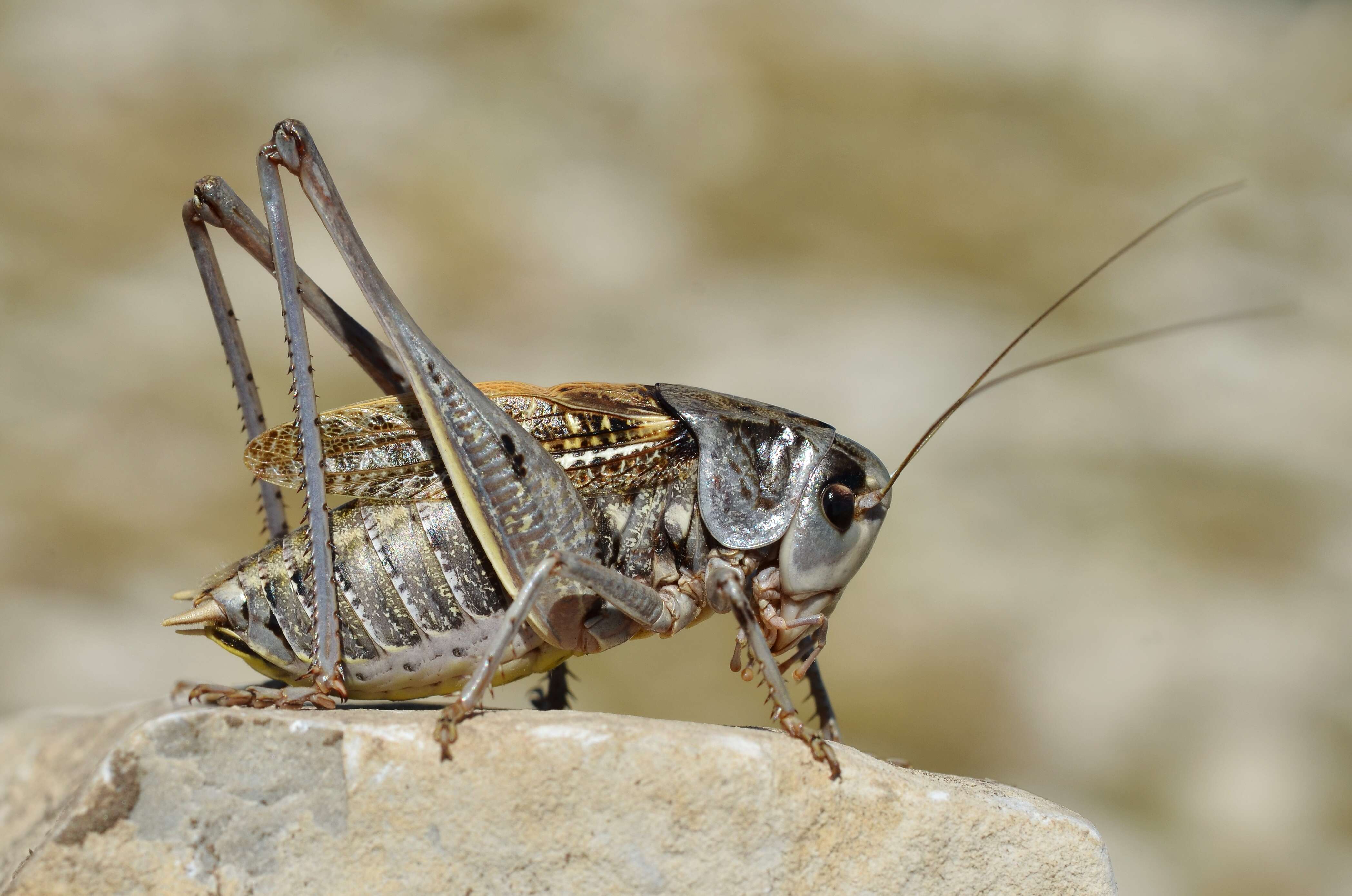 Image of Wart-biter cricket