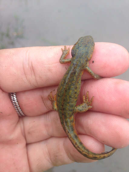 Image of Mexican black-spotted newt