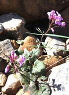 Image of Nuttall's toothwort