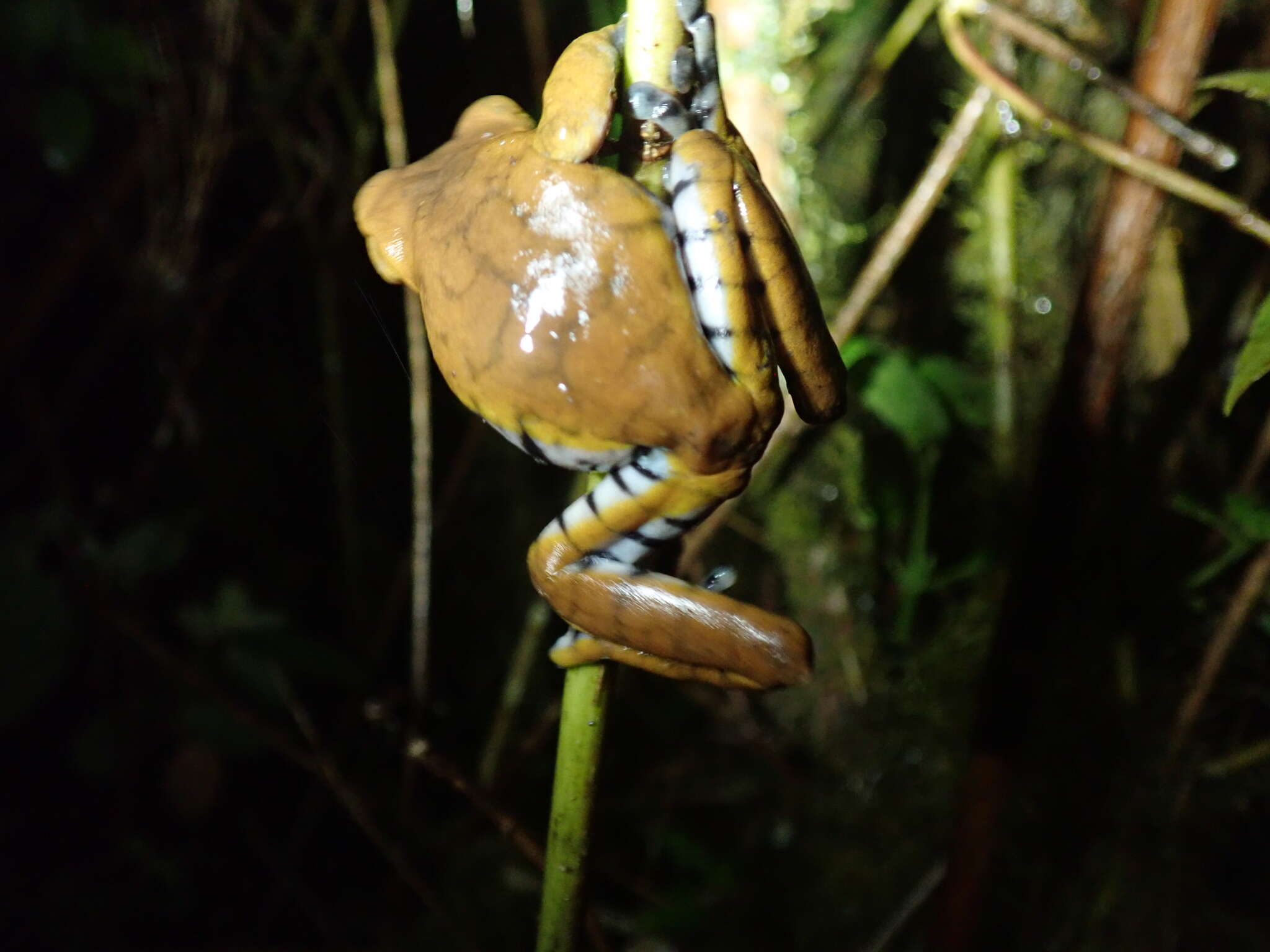 Hyloscirtus larinopygion (Duellman 1973)的圖片