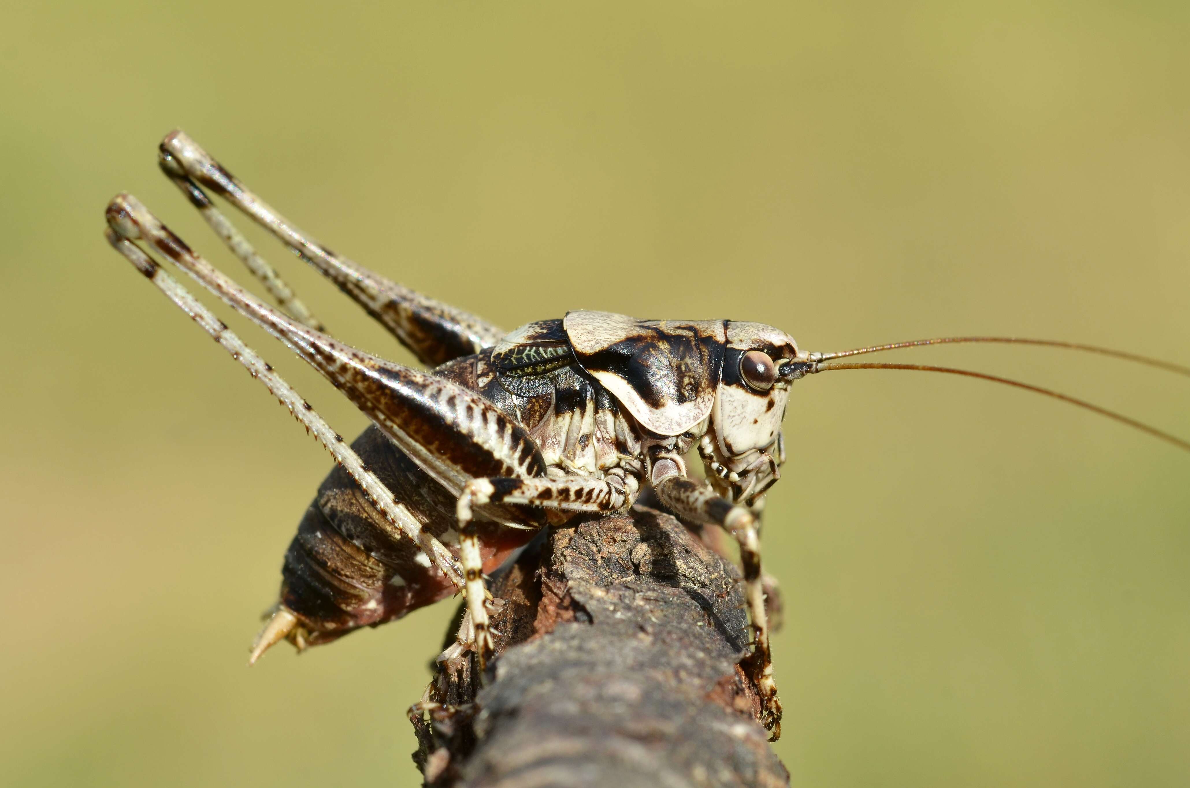 Image of Antaxius (Chopardius) pedestris (Fabricius 1787)