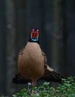 Imagem de Tragopan caboti (Gould 1857)