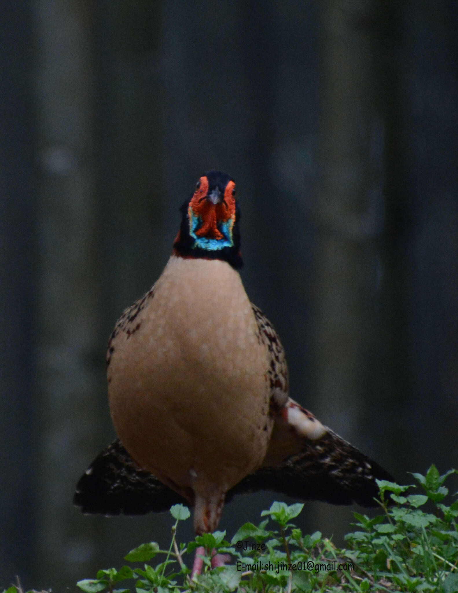 Imagem de Tragopan caboti (Gould 1857)