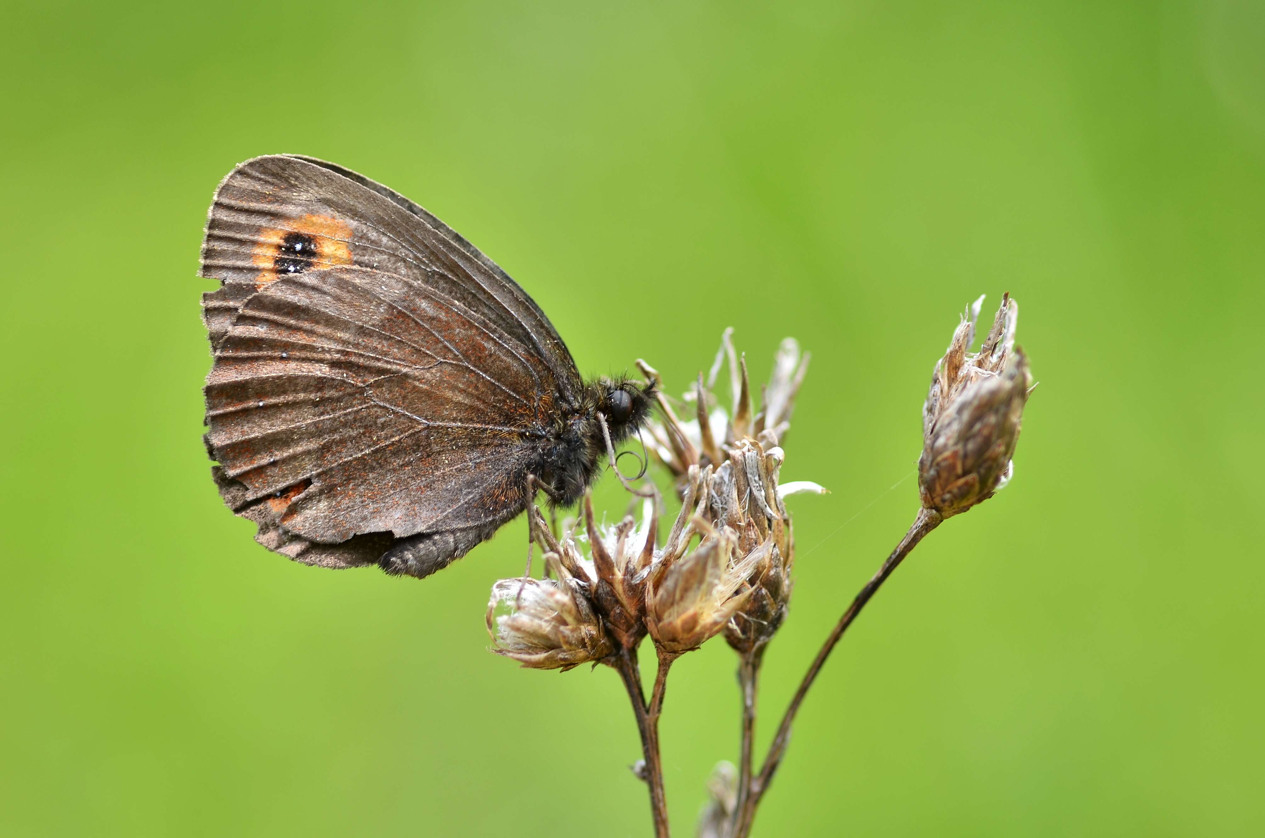 Image de moiré sylvicole