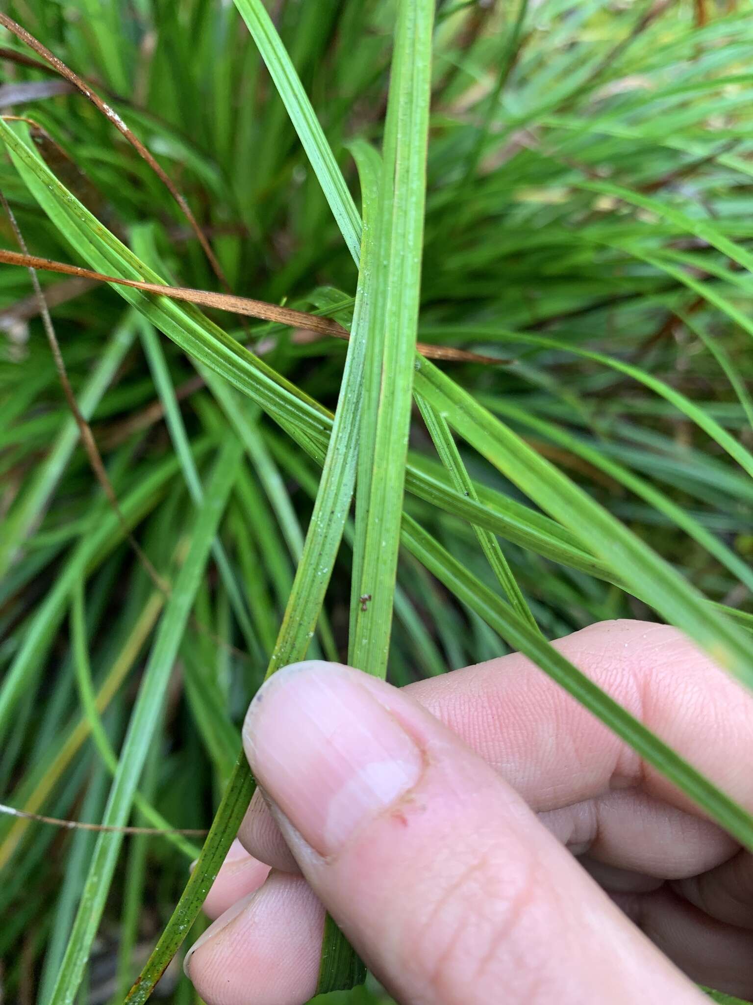 Sivun Costularia leucocarpa (Ridl.) H. Pfeiff. kuva