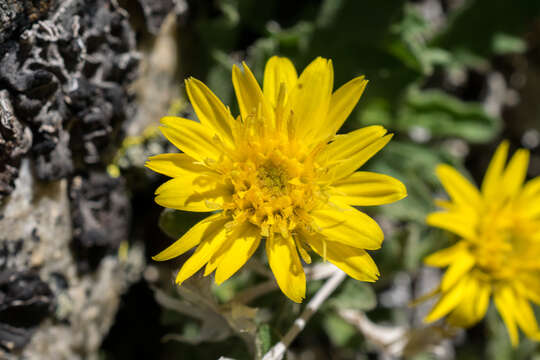 Image of Lake Tahoe serpentweed