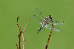 Image of Four-spotted Chaser