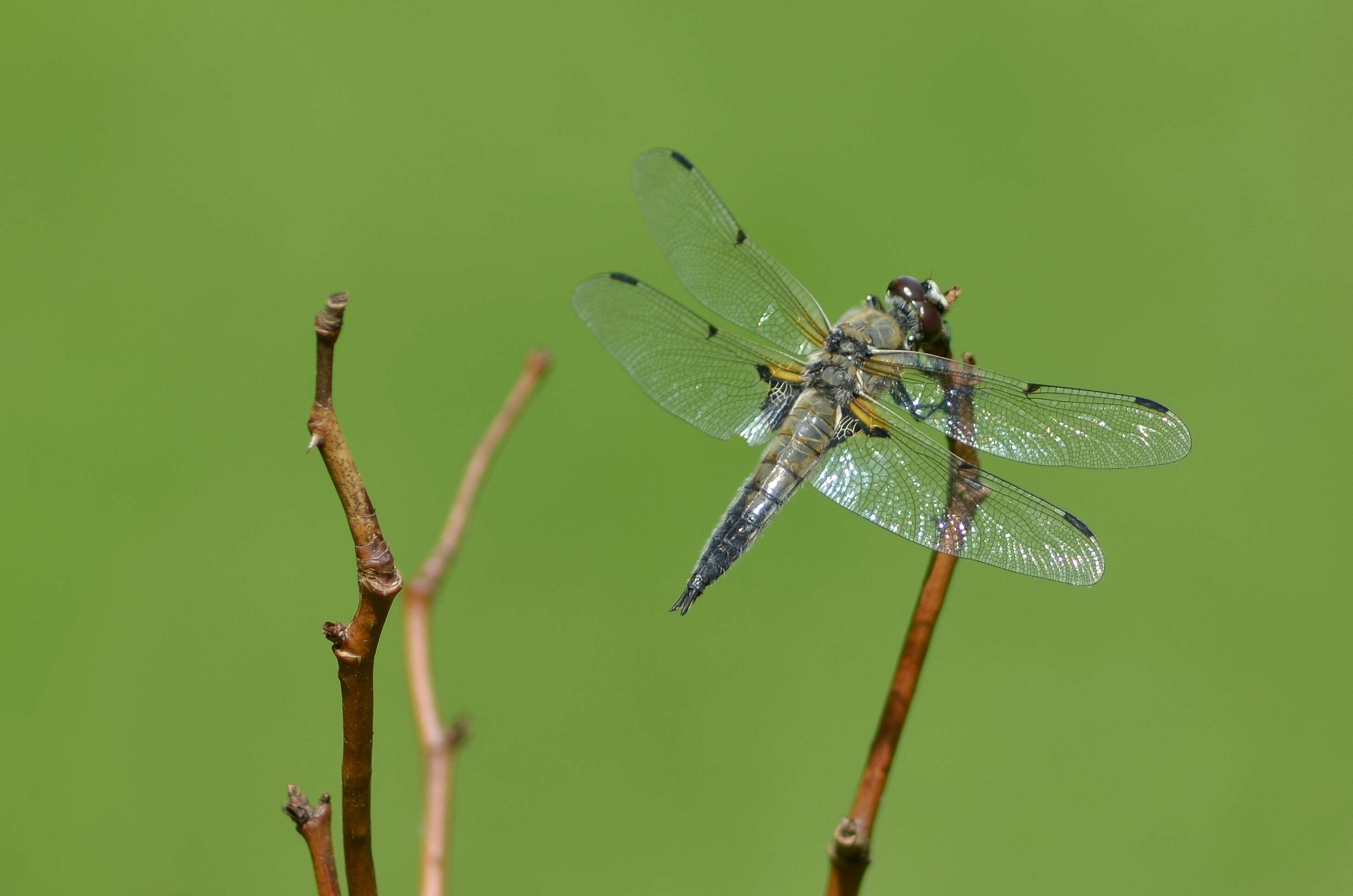 Image of Four-spotted Chaser