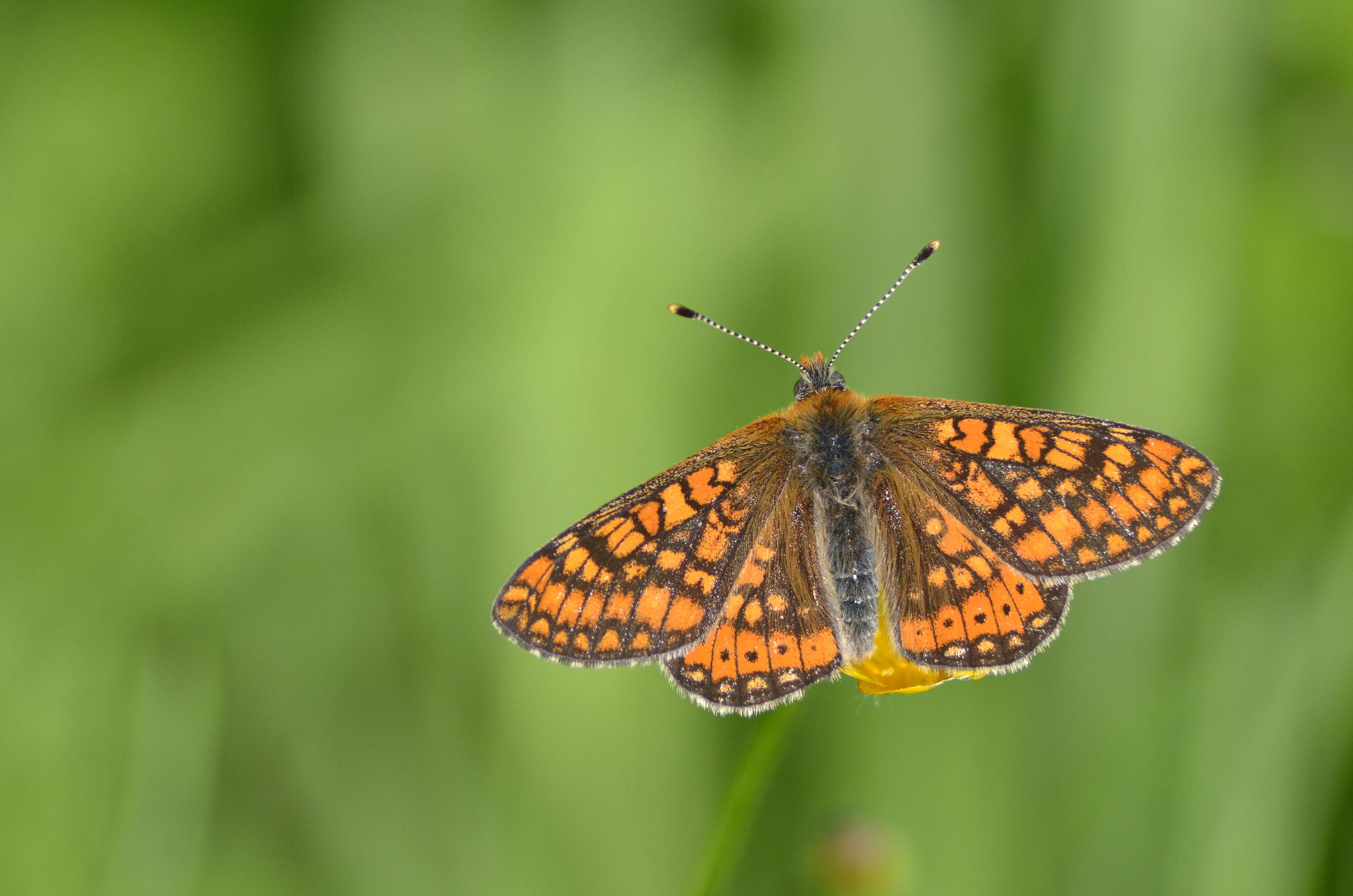 Image of Euphydryas aurinia