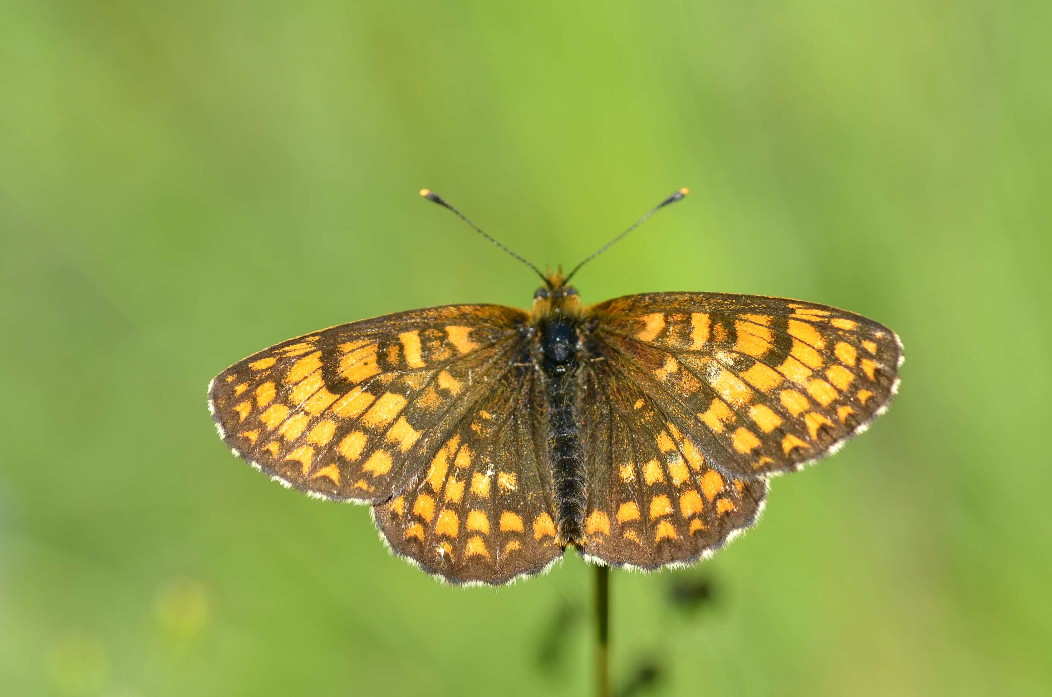 Image of Melitaea athalia