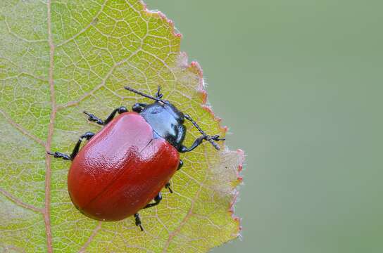 Image of Chrysomela populi