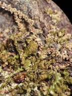 Image of Frullania pycnantha (Hook. fil. & Taylor) Gottsche, Lindenb. & Nees