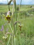 Imagem de Agave singuliflora (S. Watson) A. Berger