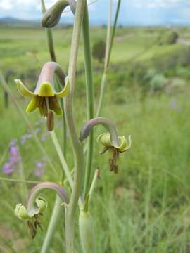 Imagem de Agave singuliflora (S. Watson) A. Berger