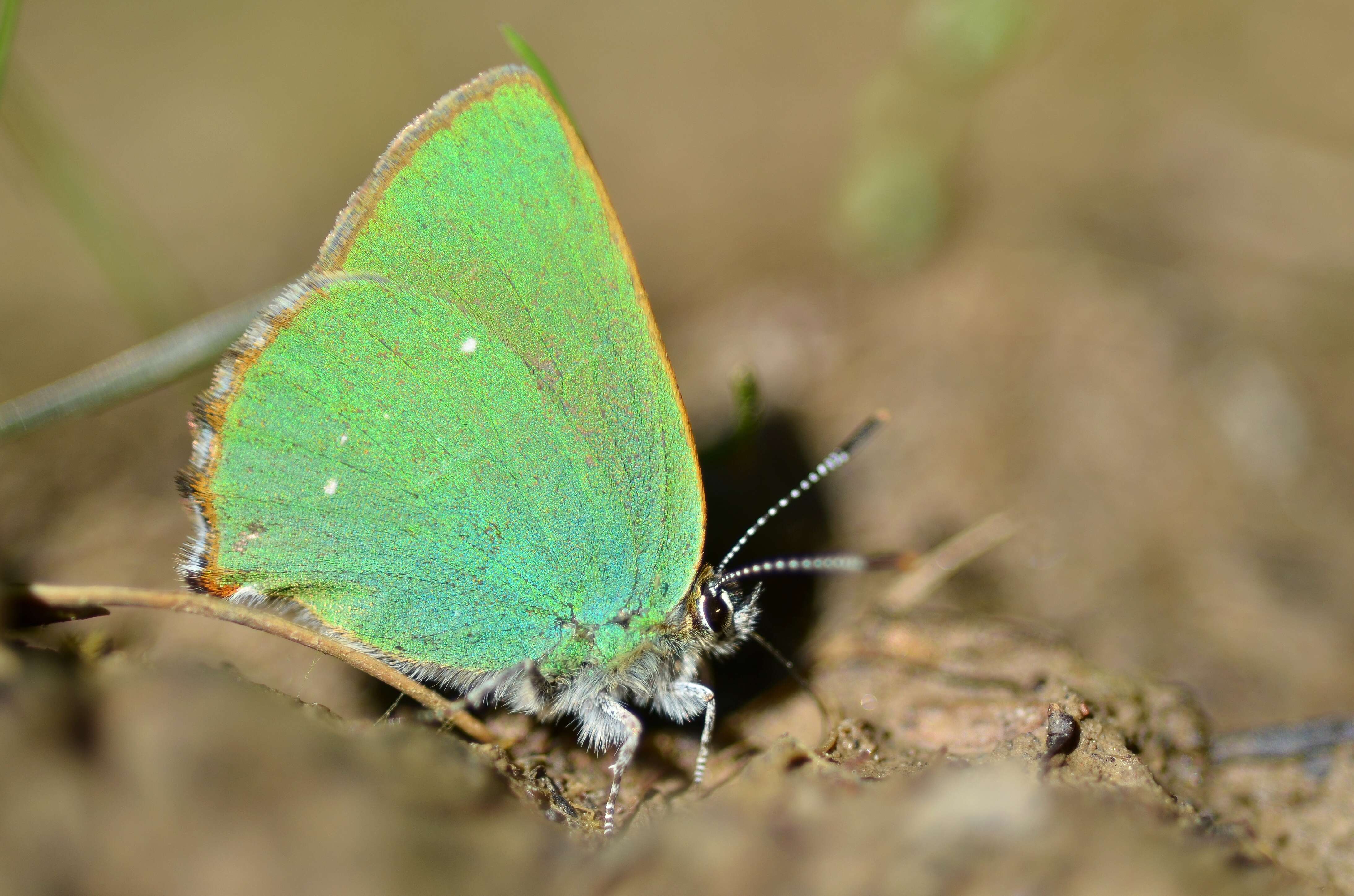 Plancia ëd Callophrys rubi (Linnaeus 1758)