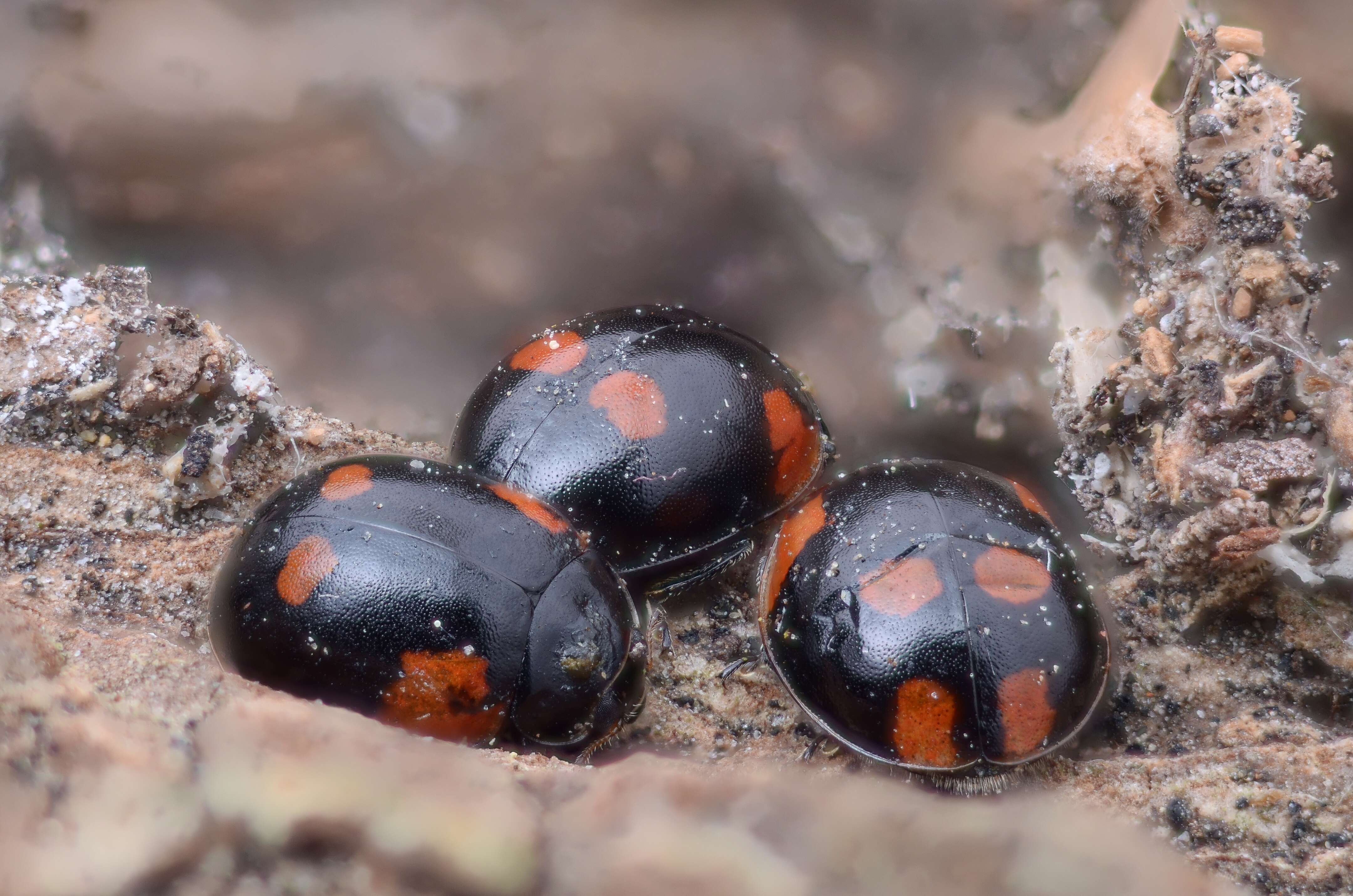 Image of twospotted lady beetle