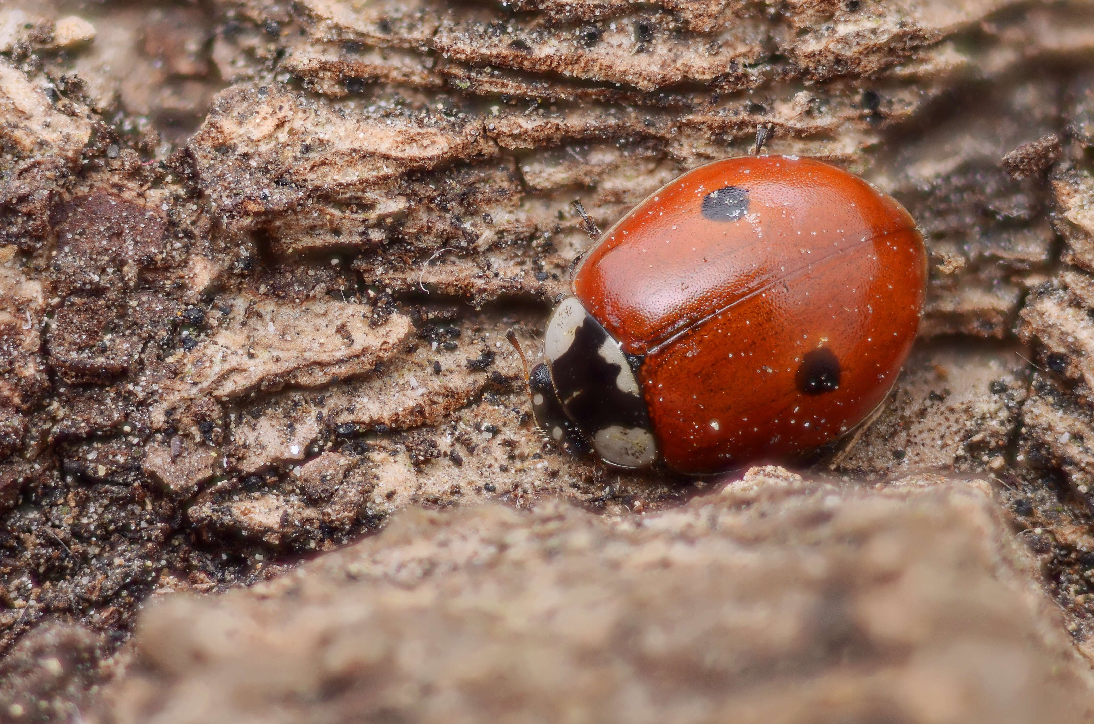 Plancia ëd Adalia bipunctata (Linnaeus 1758)