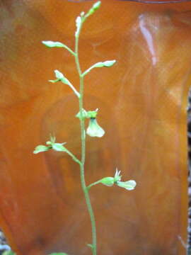 Image de Neottia banksiana (Lindl.) Rchb. fil.