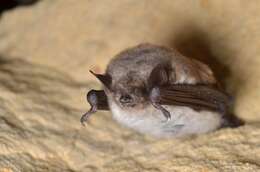 Image of Pond Bat