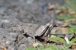 Image of blue-winged grasshopper