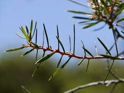 Image of Hakea linearis R. Br.