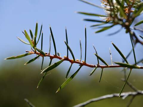 Image of Hakea linearis R. Br.